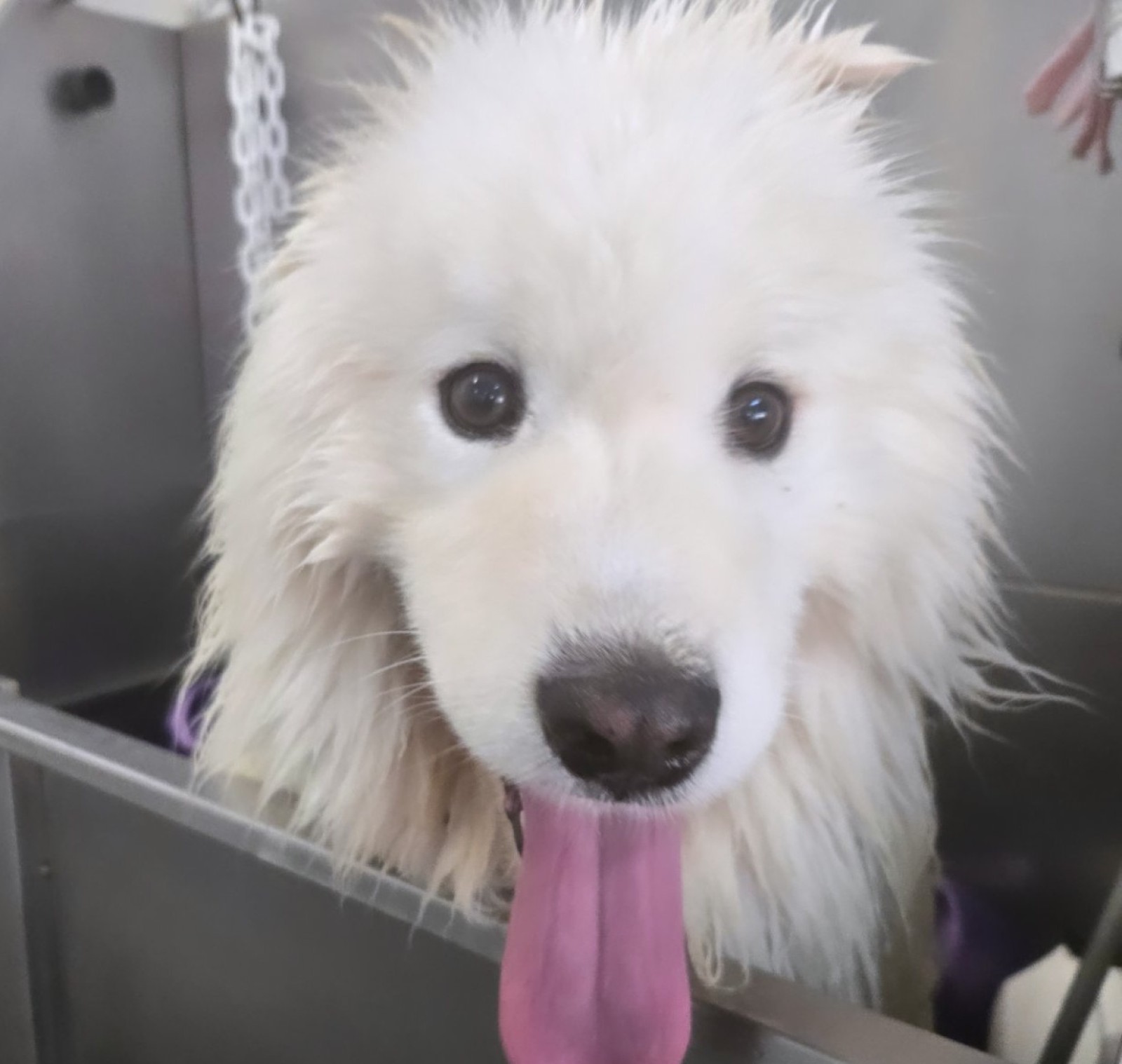 Coupe et débourrage de poils pour un Bearded Collie à Villeneuve-Loubet dans les Alpes-Maritimes