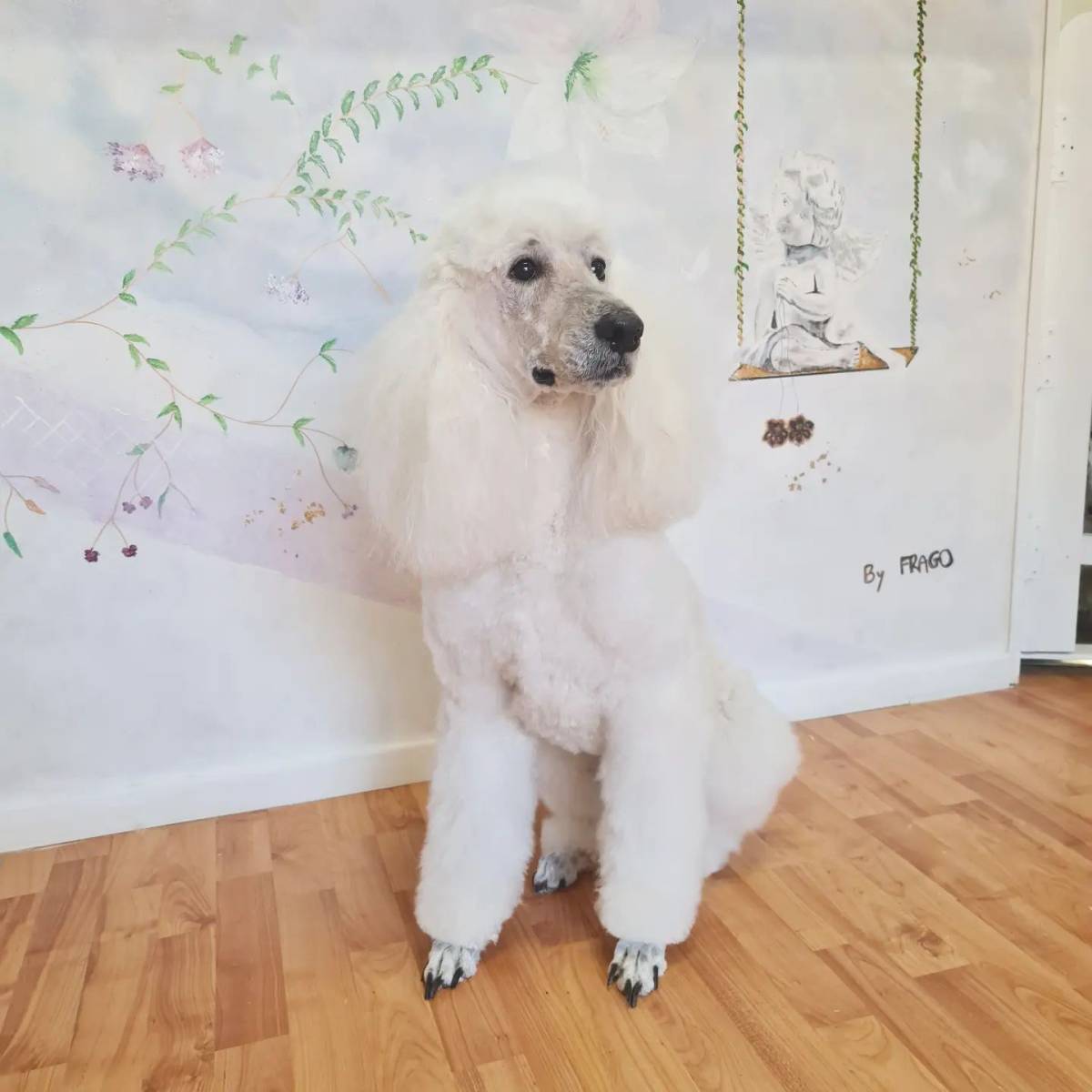 Magasin de croquettes pour chien et chat près de Cagnes-sur-Mer 06800