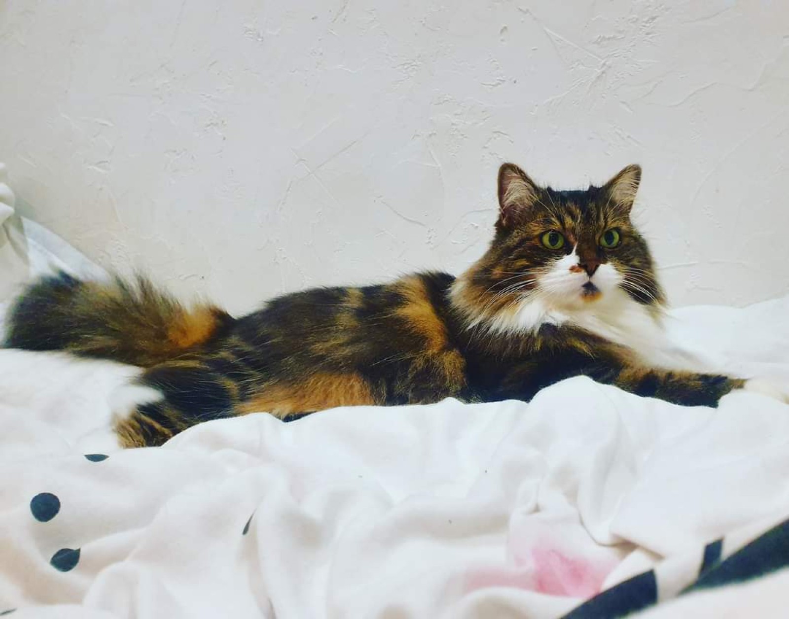 Boutique d'alimentation pour chiens et chats à Villeneuve-Loubet dans les Alpes-Maritimes