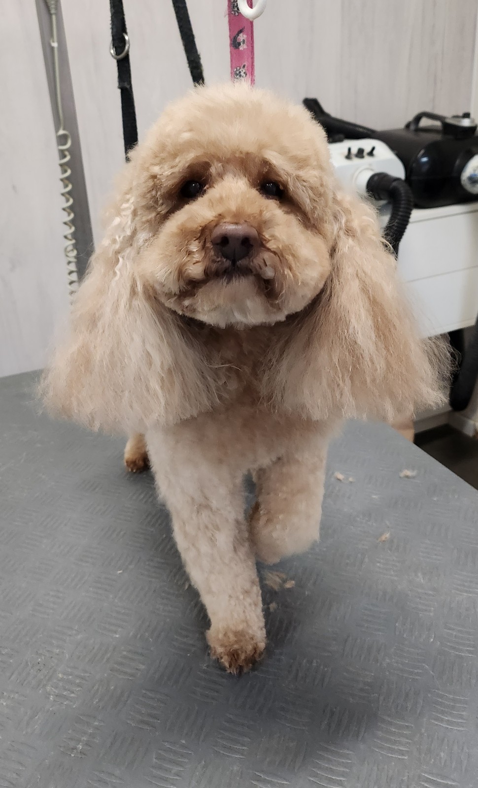 Où faire toiletter un berger allemand près de Cagnes-sur-Mer 06800 ?