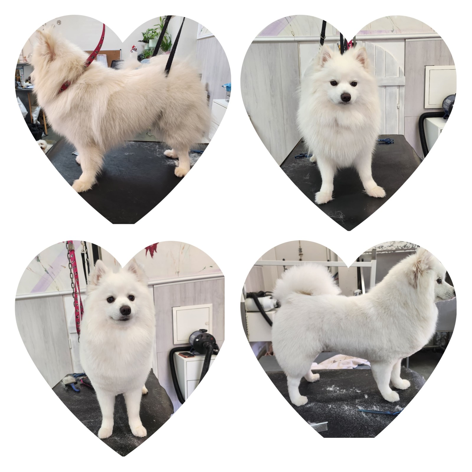 Trouver le meilleur toiletteur pour confier un dalmatien près de Cagnes-sur-Mer 06800