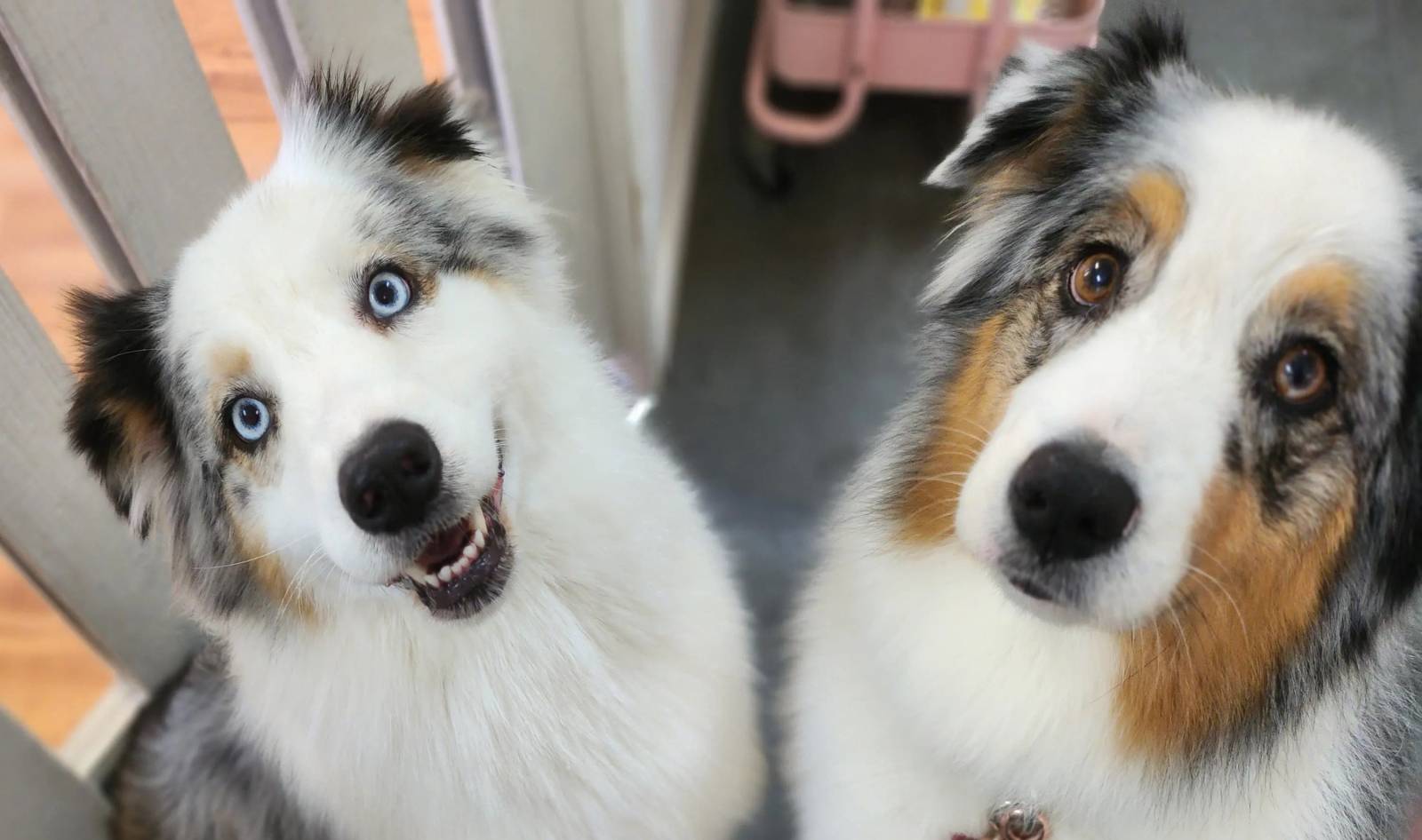 berger australien chez dog angel toilettage