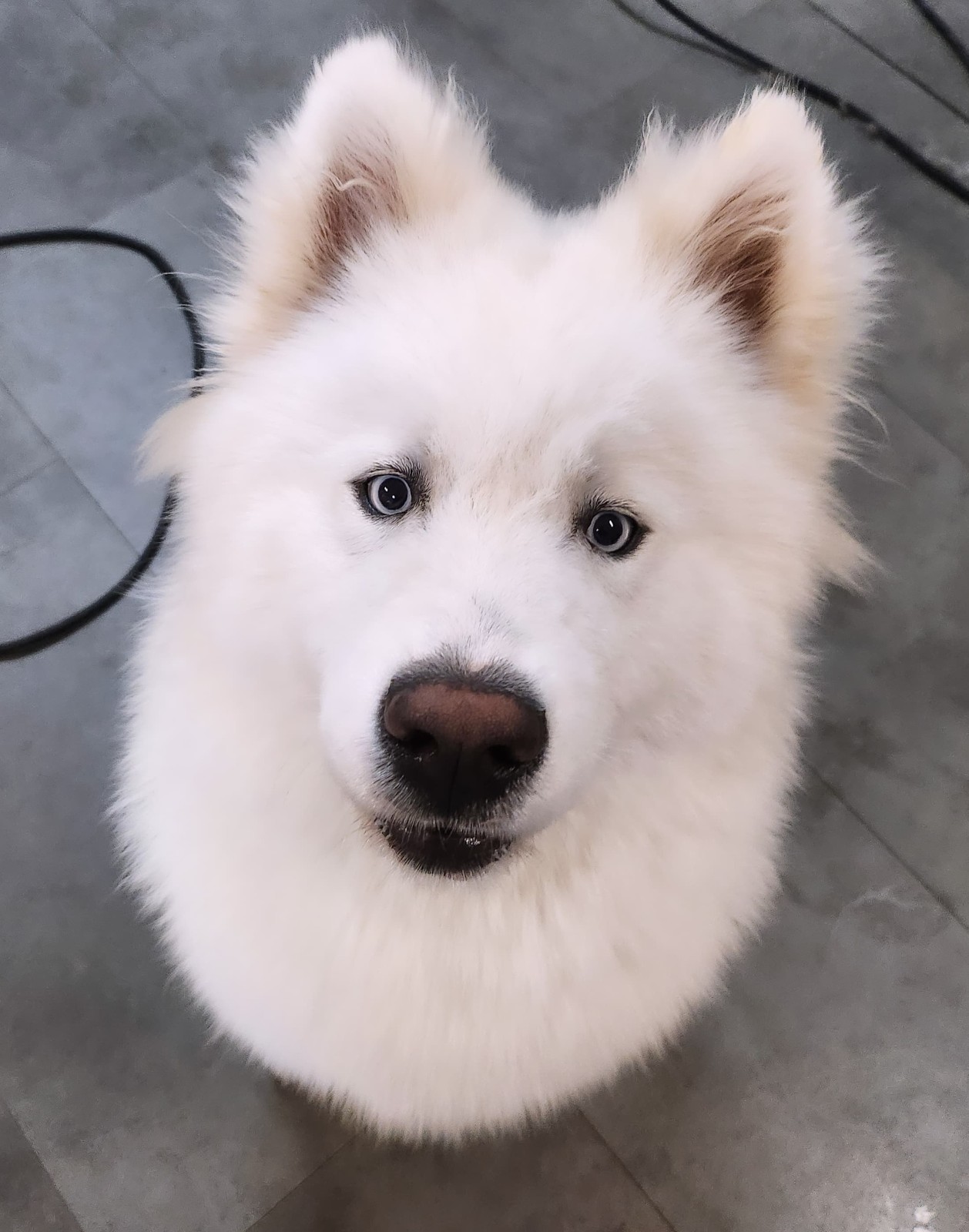 Trouver un toiletteur pour tondre les poils d'un chat près de Cagnes-sur-Mer 06800