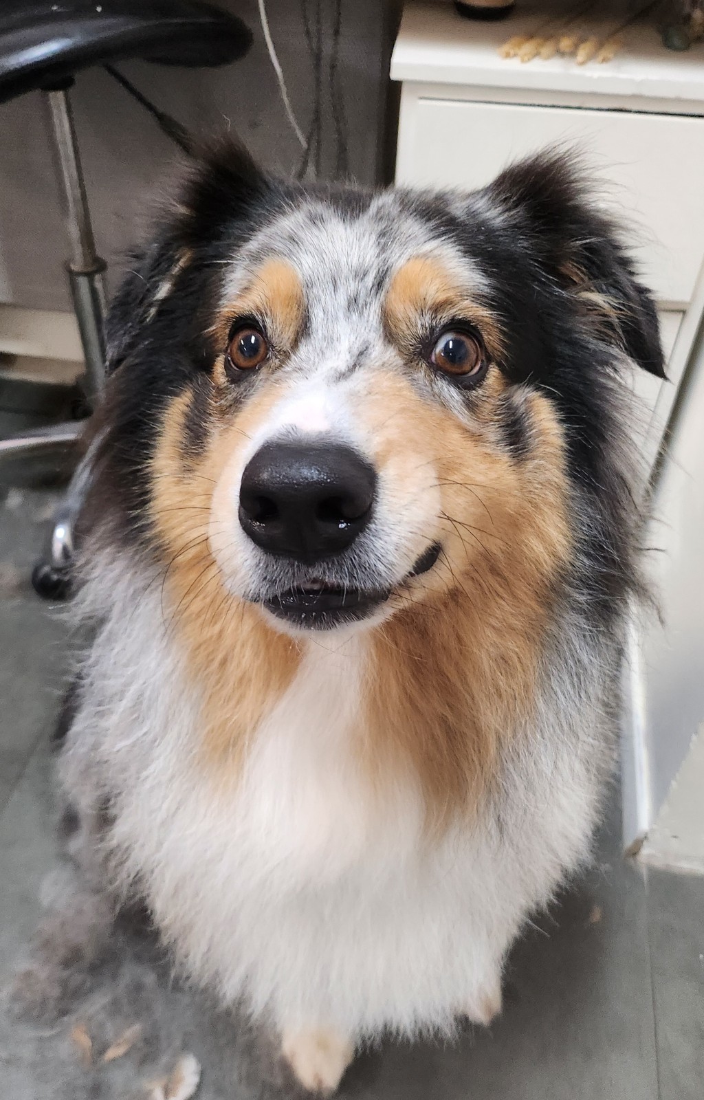 Boutique de nourriture pour animaux de compagnie à Villeneuve-Loubet dans les Alpes-Maritimes