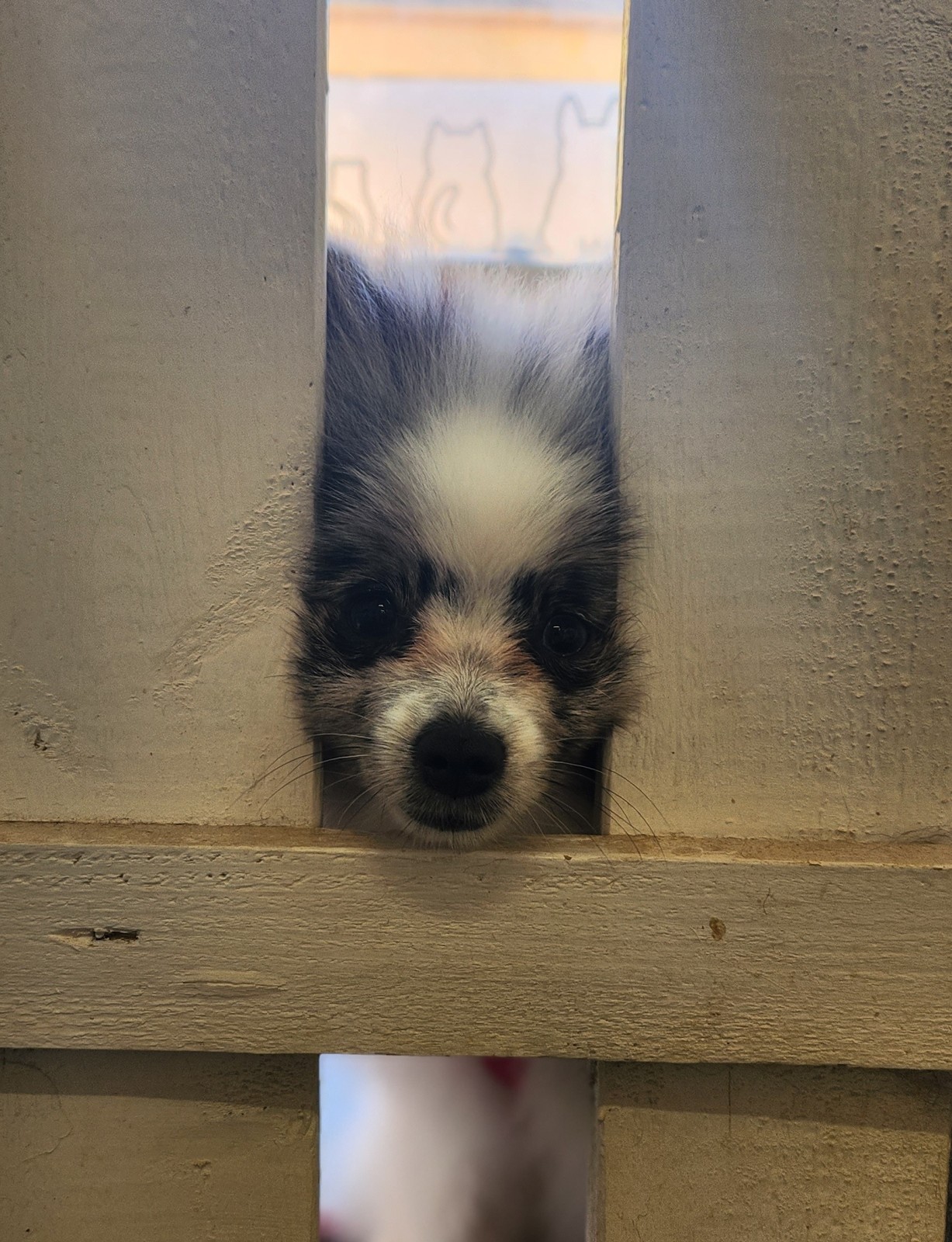 Boutique de nourriture pour animaux de compagnie près de Cagnes-sur-Mer 06800