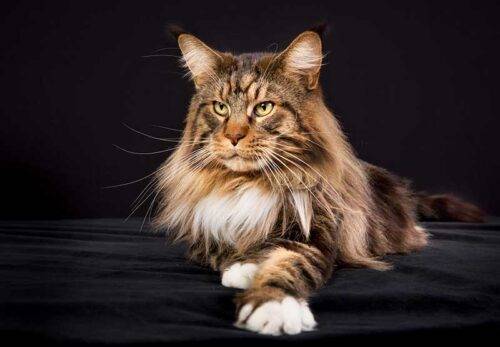 Boutique de nourriture pour animaux de compagnie près de Cagnes-sur-Mer 06800