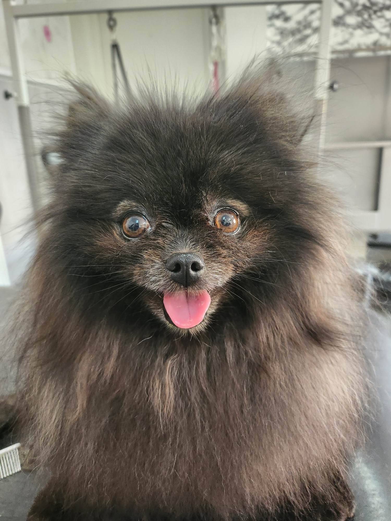 toilettage d'un spitz 