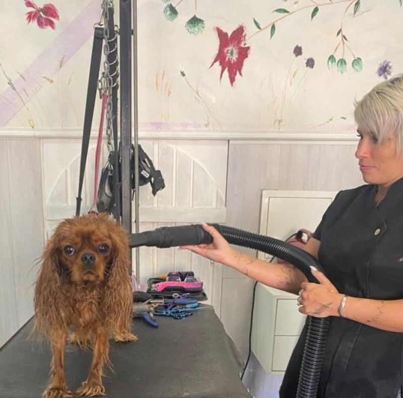 Toiletteuse comportementaliste près de Saint-Laurent-du-Var – Dog Angel