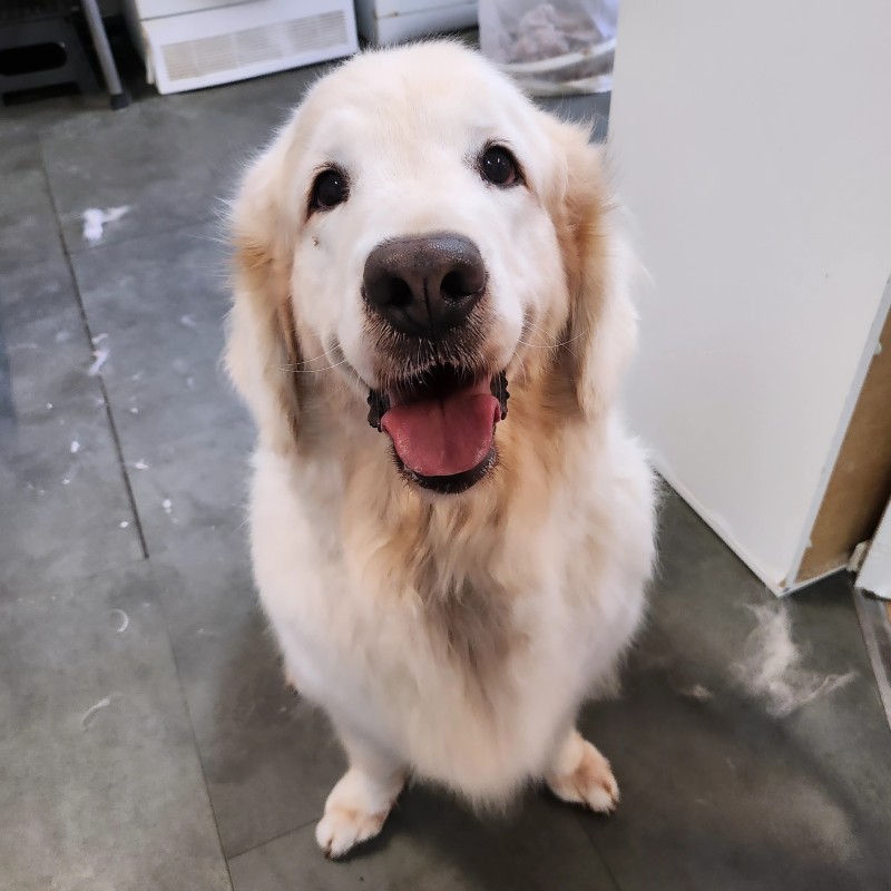 toilettage pour votre golden retriever près de Saint Laurent du Var 