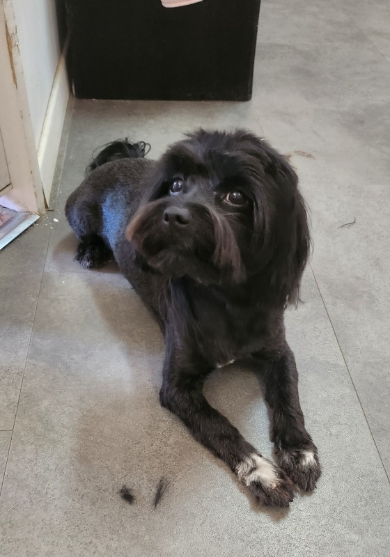 bichon maltais chez dog Angel toilettage