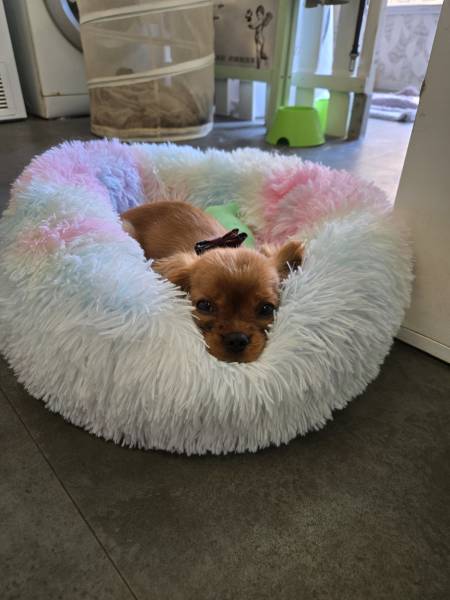 Cavalier King Charles chez Dog Angel toilettage