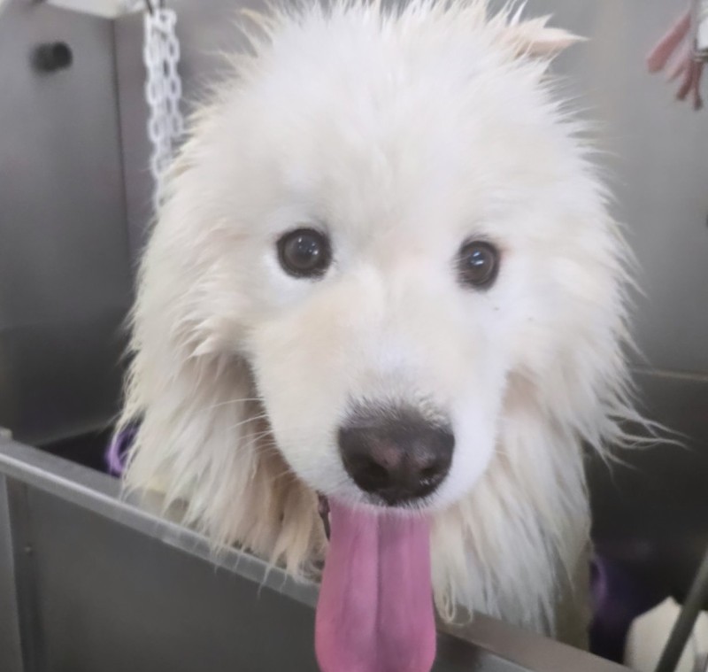 salon de toilettage spécialisé dans le toilettage du Samoyède près de Cagnes sur Mer