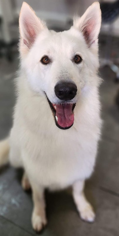 Salon de toilettage près de Vence combien de fois peu t'on toiletter un berger blanc suisse?