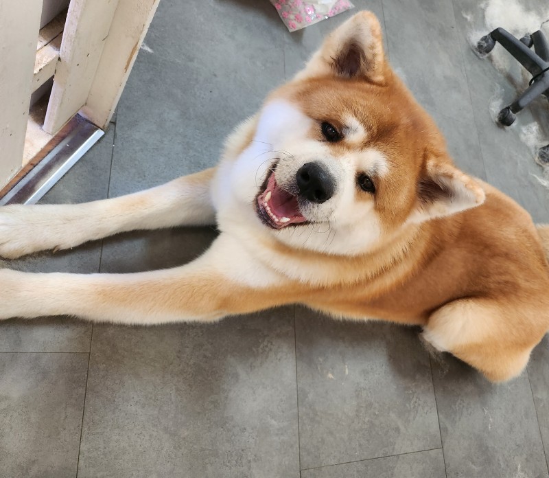 chien Akita dog angel