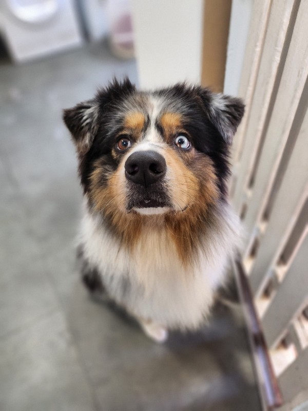 berger australien dog angel