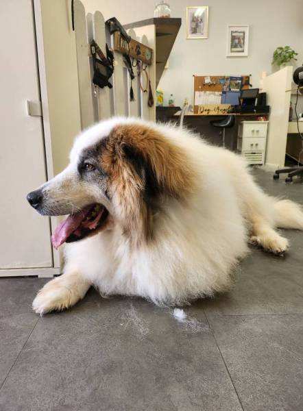 toilettage canin villeneuve loubet