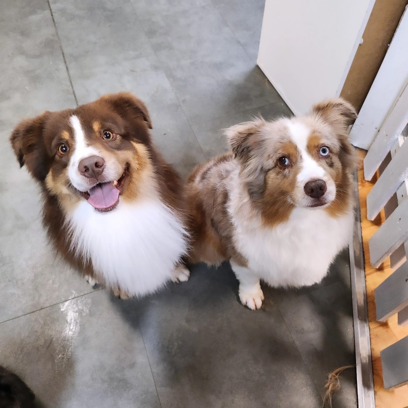 berger Américain  chez Dog Angel toilettage