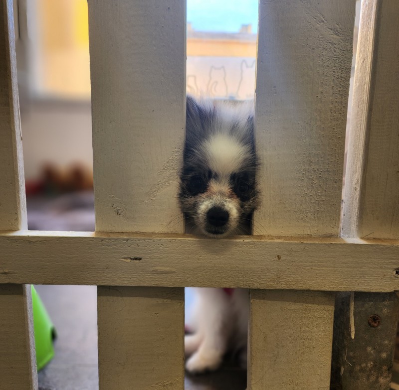 Des forfaits dans votre salon de toilettage dog angel a villeneuve loubet