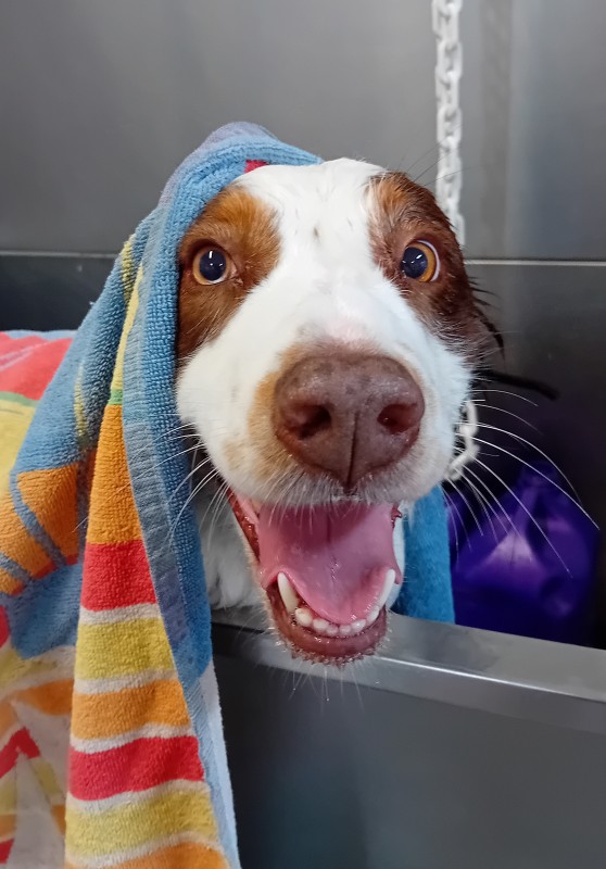 Berger australien chez dog Angel toilettage