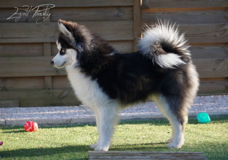 le prix du toilettage de votre pomsky dans les alpes maritimes près de Cagnes sur Mer