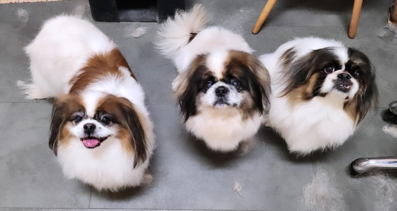 pékinois chez dog Angel toilettage