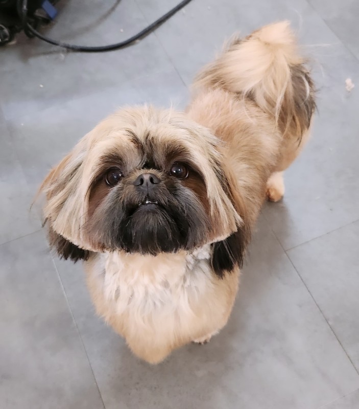 le shi Tzu chez dog angel toilettage