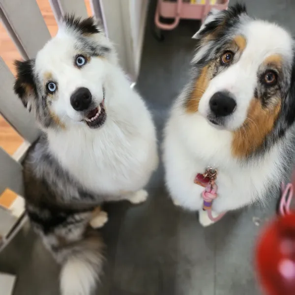 berger australien dog angel