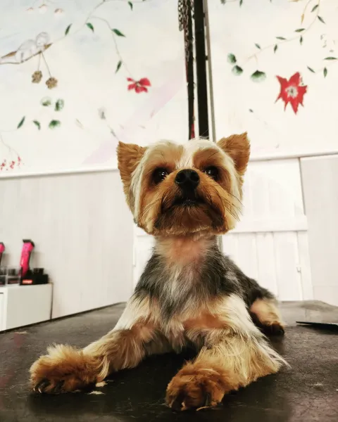 yorck Dog Angel toilettage