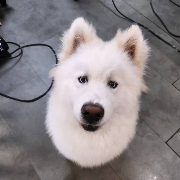 samoyed dog Angel toilettage