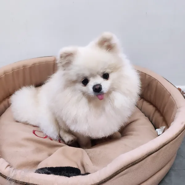 spitz dog Angel toilettage