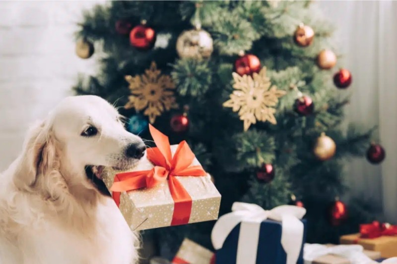 box de noël chez dog Angel toilettage