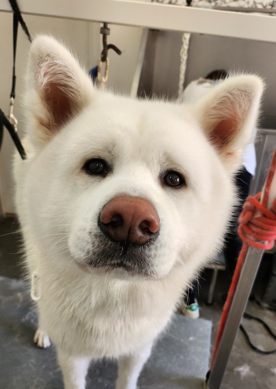 laver son chien en libre service à Vence