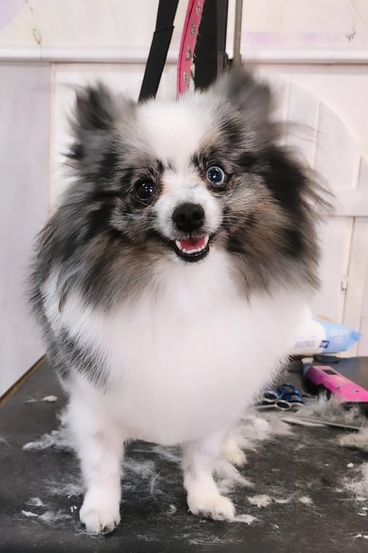 Dog Angel Toilettage - Prix pour faire toiletter un lapin nain à Villeneuve-Loubet dans les Alpes-Maritimes