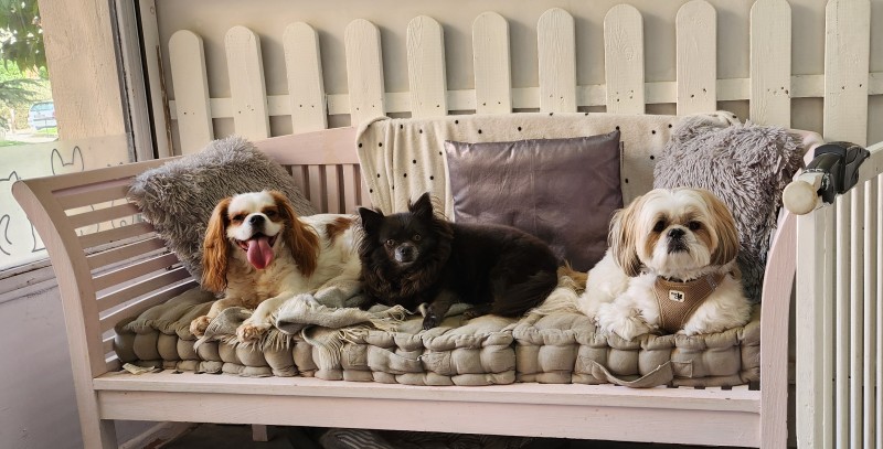 Dog angel salon de toilettage près de la colle sur loup en libre service