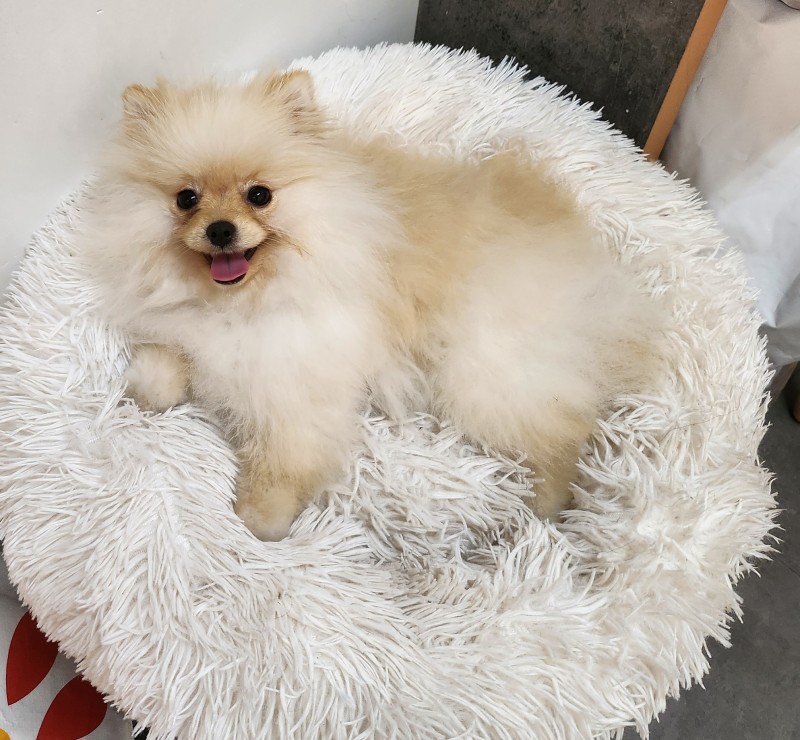 Salon de toilettage dans les alpes maritimes près de cagnes sur mer pour les races de type spitz 
