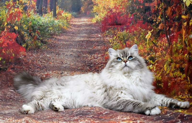 Salon de toilettage pour le brossage de votre chat sibérien près de Vence dans les Alpe Maritime