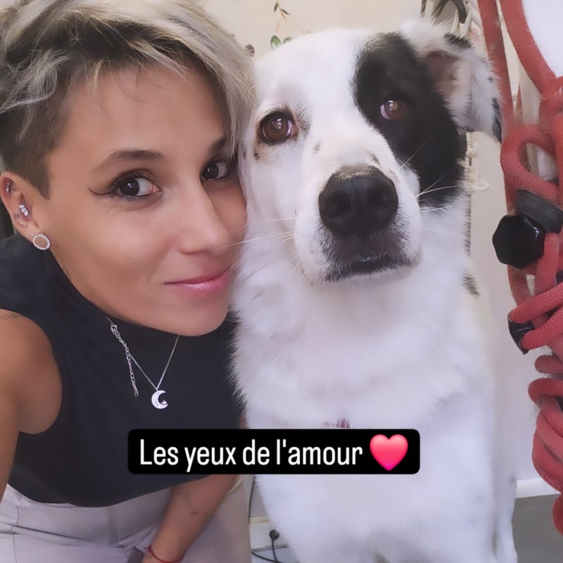 le prix du toilettage du berger Australien près de Cagnes sur Mer