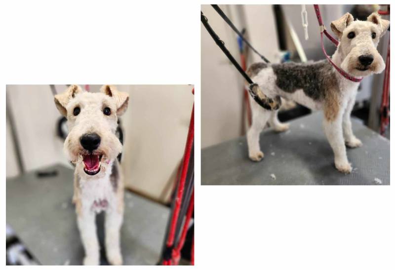 Dog angel toilettage