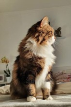 Salon de toilettage près de Cagnes-sur-Mer 06800