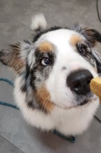 Dog Angel Toilettage - Trouver un toiletteur pour tondre les poils d'un chat près de Cagnes-sur-Mer 06800