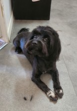 Dog Angel Toilettage - Acheter des croquettes hypoallergéniques pour chats près de Cagnes-sur-Mer 06800