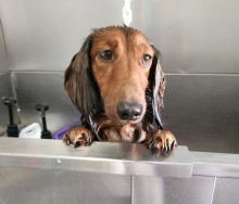 Dog Angel Toilettage - Acheter des croquettes hypoallergéniques pour chats près de Cagnes-sur-Mer 06800