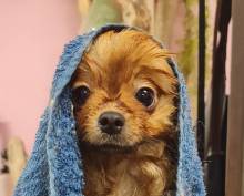 Salon de toilettage près de Cagnes-sur-Mer 06800