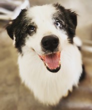 Salon de toilettage près de Cagnes-sur-Mer 06800