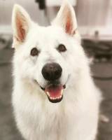 Dog Angel Toilettage - Boutique d'alimentation pour chiens et chats près de Cagnes-sur-Mer 06800