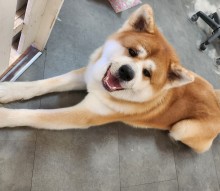 Dog Angel Toilettage - Prix pour faire toiletter un lapin nain près de Cagnes-sur-Mer 06800