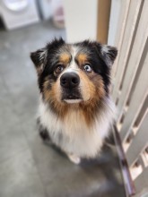 Dog Angel Toilettage - Magasin de croquettes pour chien et chat près de Cagnes-sur-Mer 06800