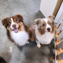 Dog Angel Toilettage - Où faire toiletter un berger allemand à Villeneuve-Loubet dans les Alpes-Maritimes ?