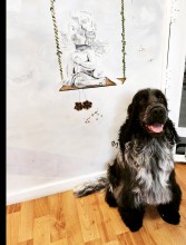 Salon de toilettage à Villeneuve-Loubet dans les Alpes-Maritimes