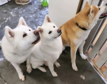 Dog Angel Toilettage - Où faire toiletter un berger allemand près de Cagnes-sur-Mer 06800 ?